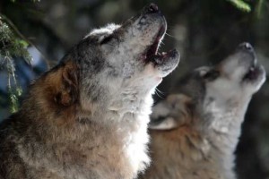 这是我看过最好的狼纪录片：狼为什么被人类敬畏？因为它最像人